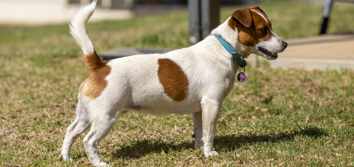 Jack Russell Terrier Breed Standard 