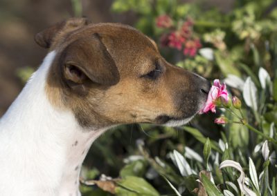 Coco smelling flowers