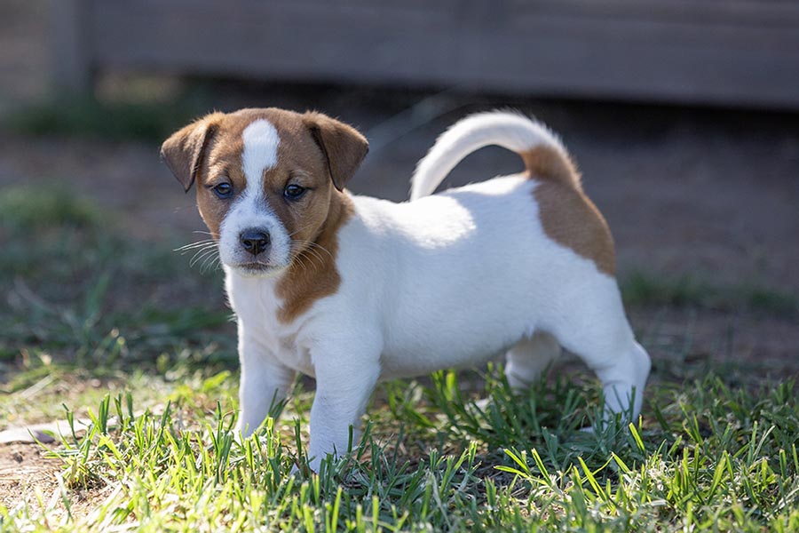 Izzy Litter November 2024