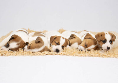 Coco Jnr Litter August 2024