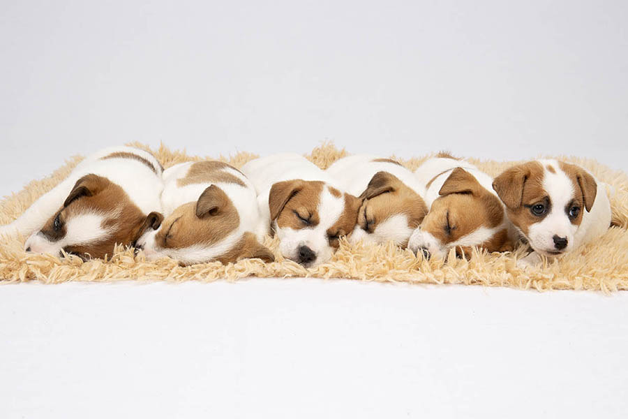 Coco Jnr Litter August 2024