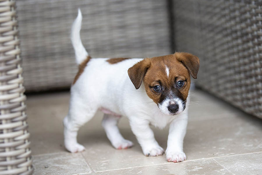 Pippa Litter March 2025