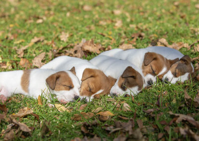 Trixie Litter May 2025