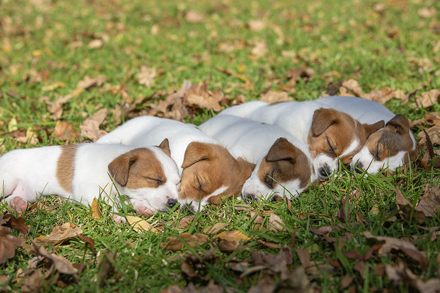 Trixie Litter May 2025