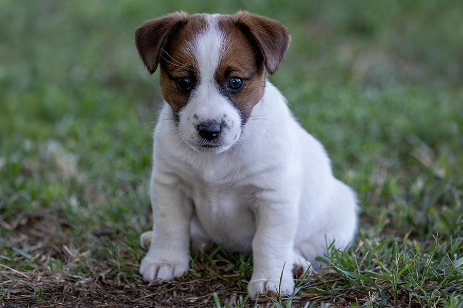 Maggie Litter November 2025