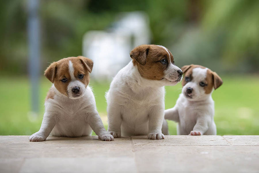 Coco Jnr Litter September 2025