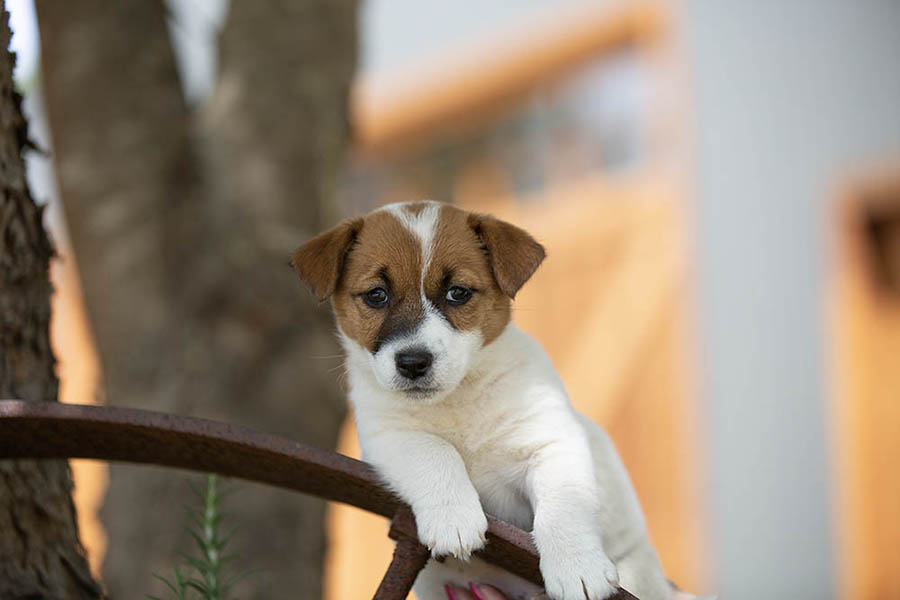 Indie Litter September 2025
