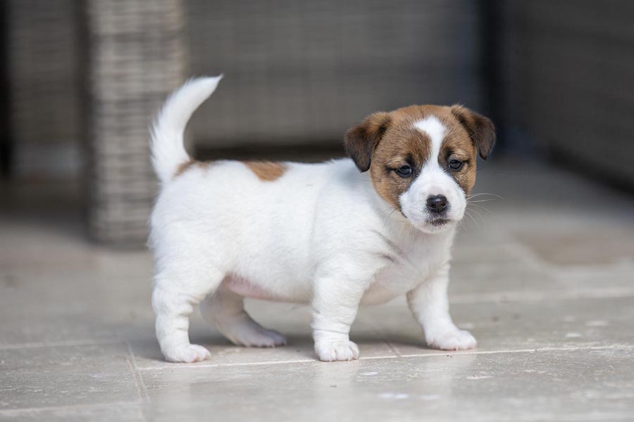Izzy Litter July 2025