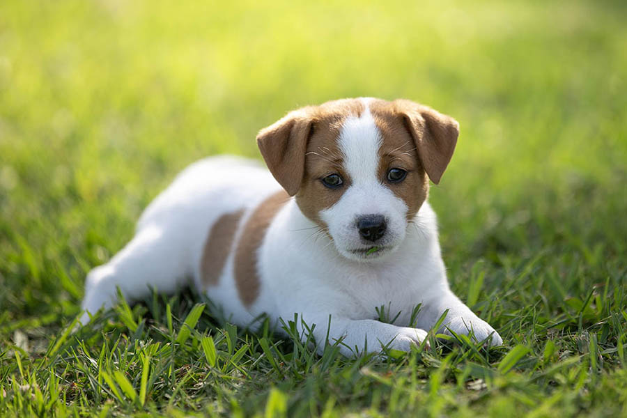 Trixie Litter January 2026
