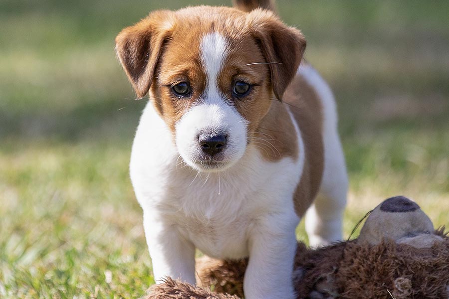 Daisy litter November 2025