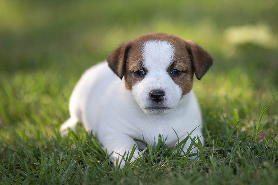 Rosie Litter January 2026